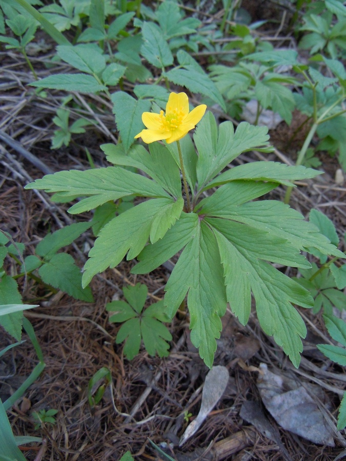 Изображение особи Anemone ranunculoides.