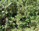 семейство Lamiaceae