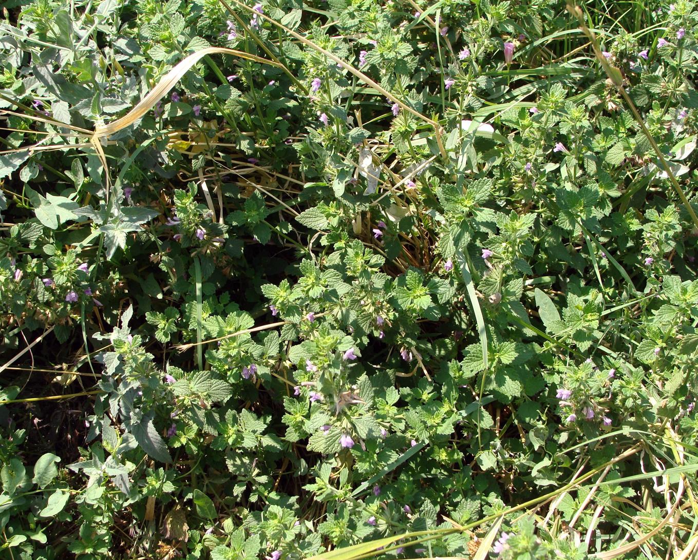 Изображение особи семейство Lamiaceae.