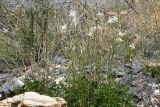Aquilegia microphylla. Цветущее растение. Таджикистан, Горно-Бадахшанская автономная обл., Рушанский р-н, хр. Музкол, Сарезское оз., место фильтрации на Усойском завале, крупногалечниковый берег. 5 июля 2025 г.