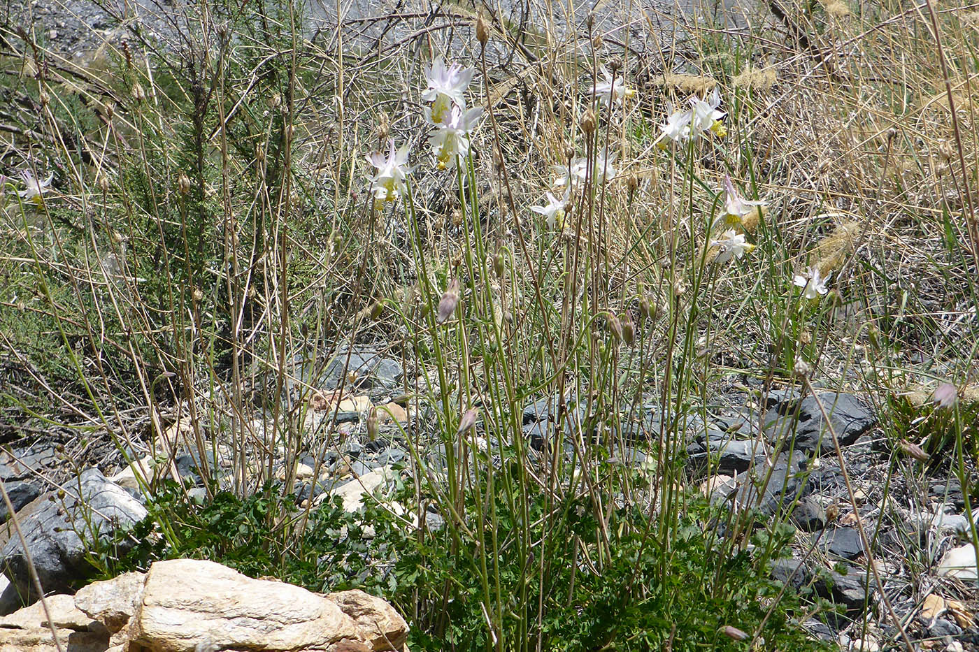 Image of Aquilegia microphylla specimen.