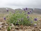 Nepeta pamirensis