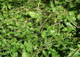 genus Cuscuta. Вегетирующее растение на побегах Vinca major. Узбекистан, Ташкентская обл., отроги Чаткальского хр., окр. кишлака Учтерак, зона отдыха \"Дустлик\". 22.06.2026.