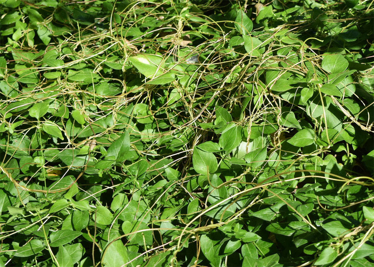 Image of genus Cuscuta specimen.