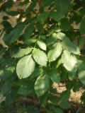 Juglans regia. Верхушка побега. Республика Молдова, муниципалитет Кишинёв, г. Кодру, на улице у каменного забора. 12 августа 2026 г.