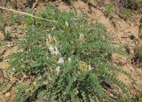 Astragalus testiculatus. Цветущее растение. Татарстан, Бавлинский р-н. 15.05.2011.