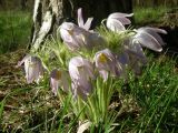 Pulsatilla patens