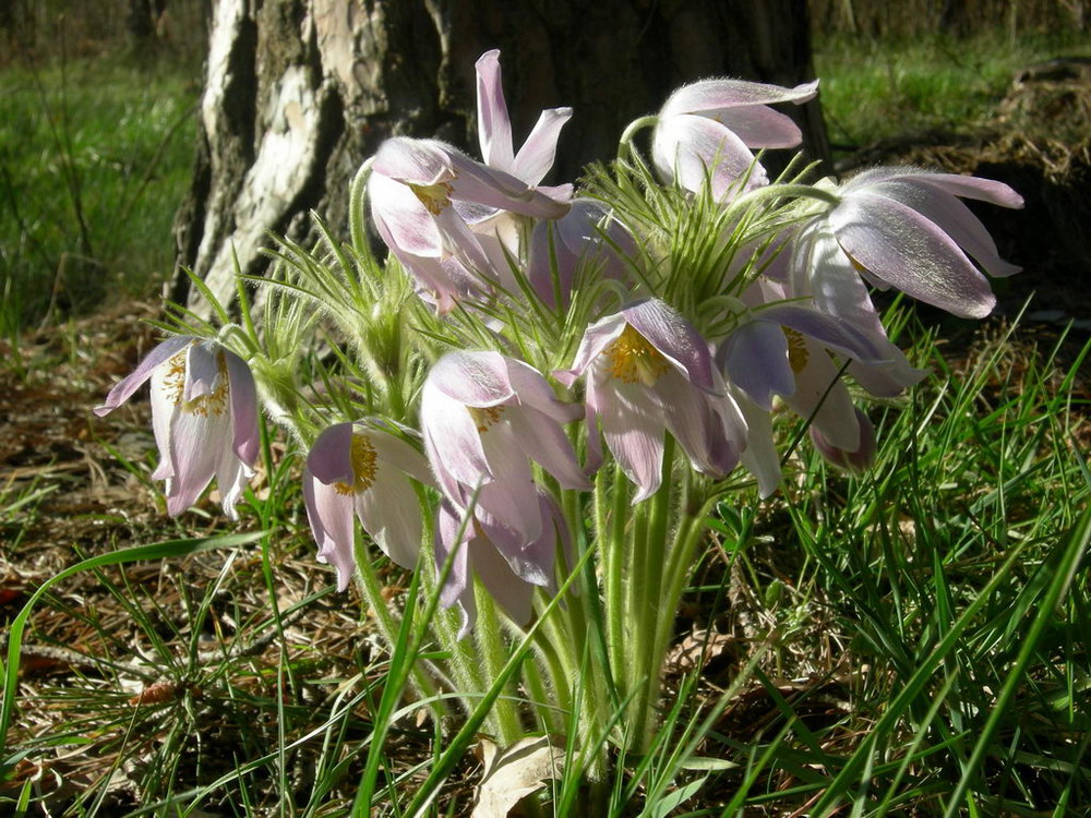 Image of Pulsatilla patens specimen.