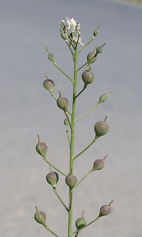 Image of Camelina sylvestris specimen.