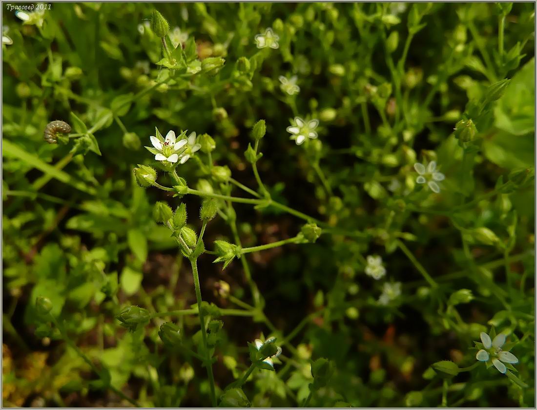 Изображение особи Arenaria serpyllifolia.