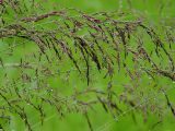 Agrostis gigantea