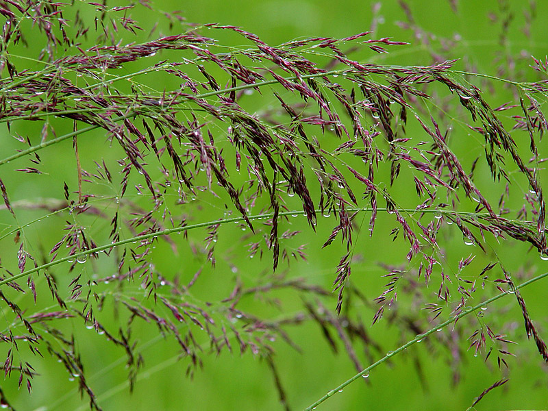 Изображение особи Agrostis gigantea.