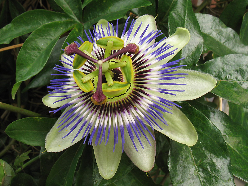 Изображение особи Passiflora caerulea.