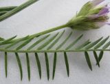 Image of taxon representative. Author is Елена Журба