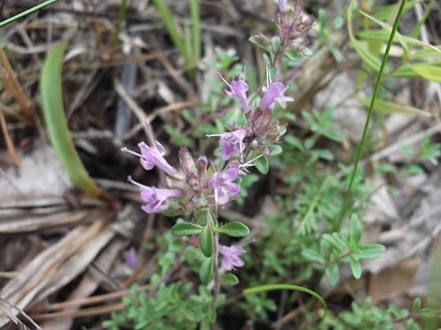Изображение особи Thymus serpyllum.