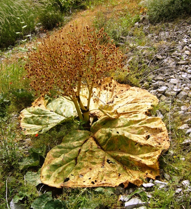 Image of Rheum turkestanicum specimen.