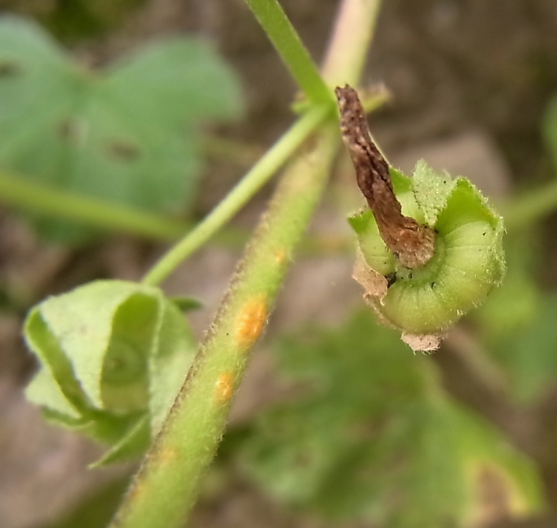 Изображение особи Malva neglecta.