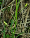 Draba stenocarpa. Плоды. Казахстан, Южно-Казахстанская обл., Угамский хр., ущ. р. Сазаната. 05.05.2011.