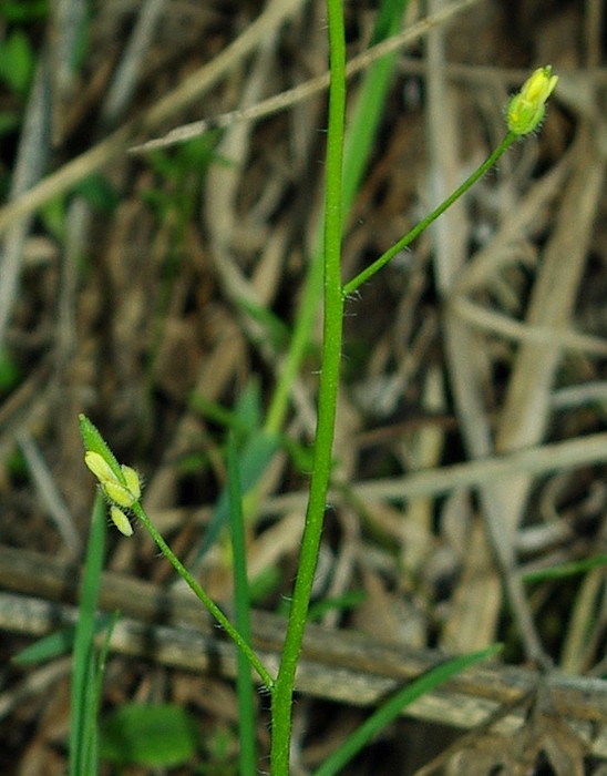 Изображение особи Draba stenocarpa.