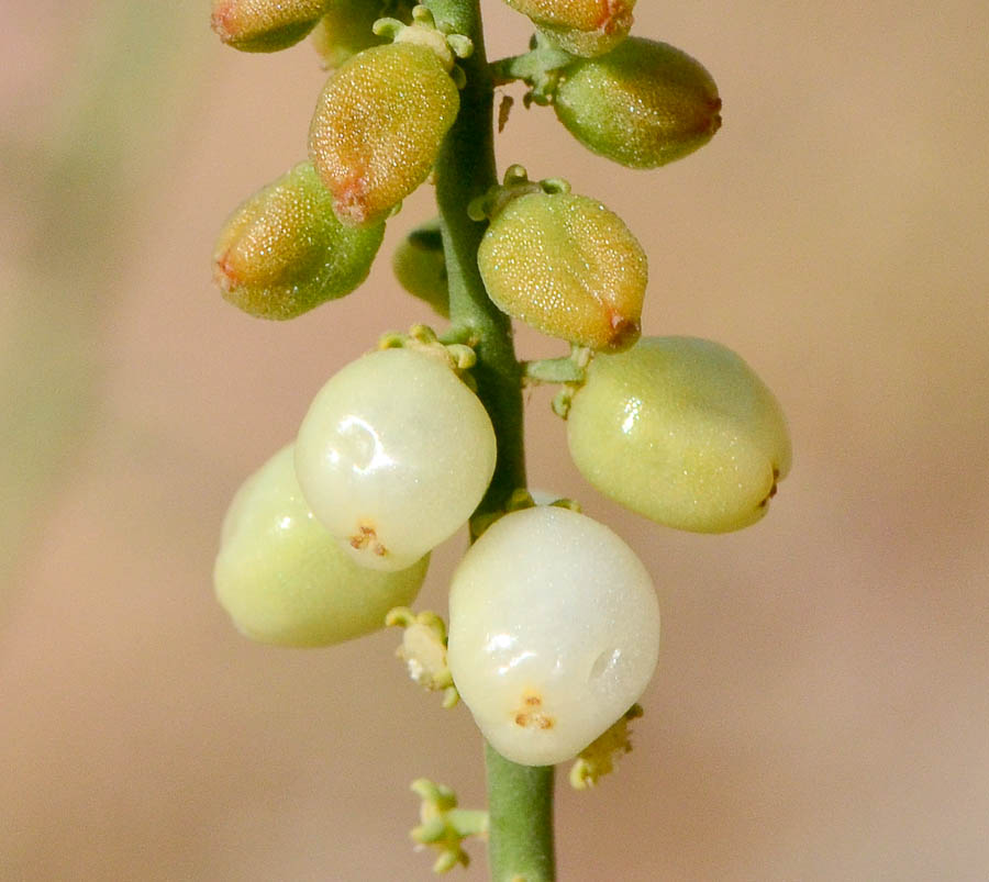 Изображение особи Ochradenus baccatus.