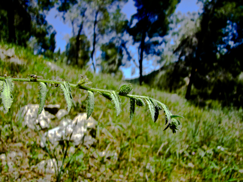 Image of Anchusa aegyptiaca specimen.