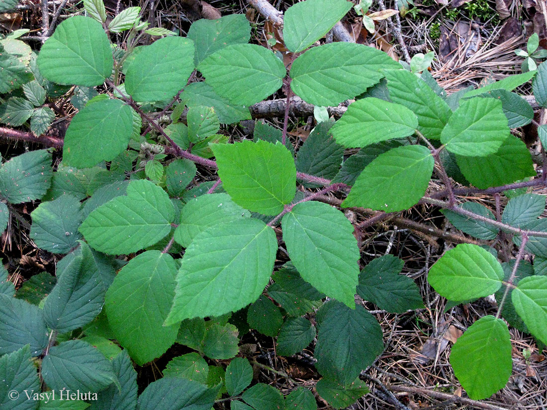 Изображение особи Rubus hirtus.