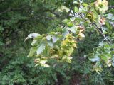 Carpinus orientalis