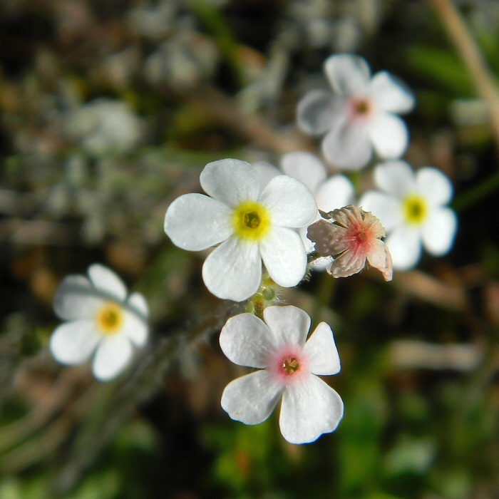 Изображение особи Androsace arctisibirica.