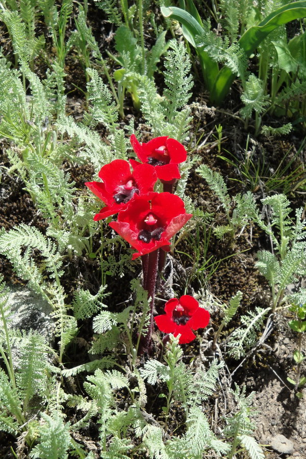 Image of Phelypaea tournefortii specimen.