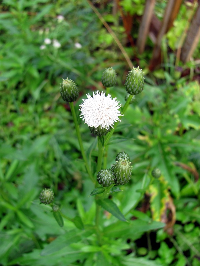 Изображение особи Cirsium setosum.