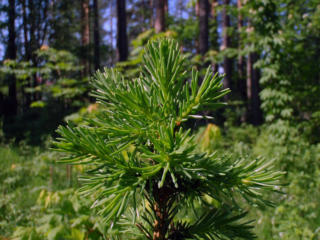 Изображение особи Picea &times; fennica.