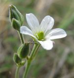 Eremogone juncea