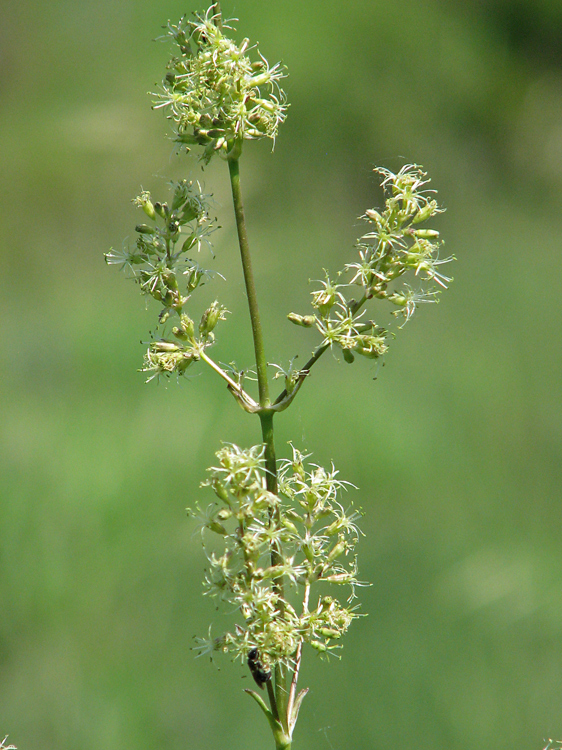 Изображение особи Silene chersonensis.