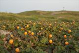 Rubus chamaemorus