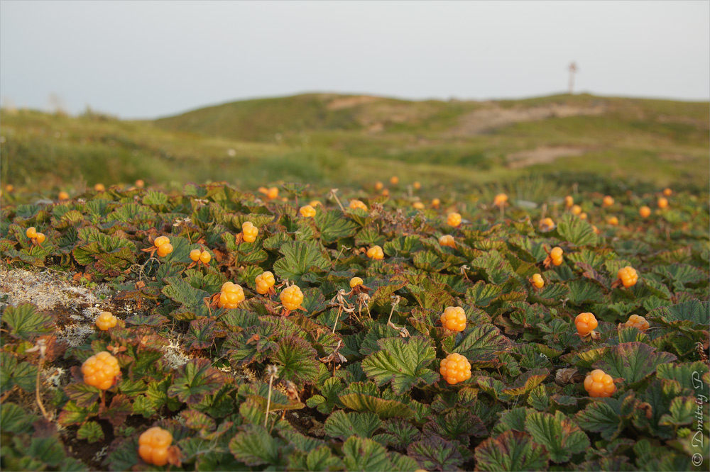Image of Rubus chamaemorus specimen.