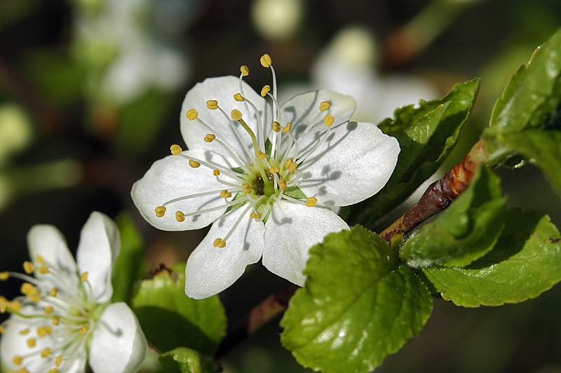Image of Prunus spinosa specimen.