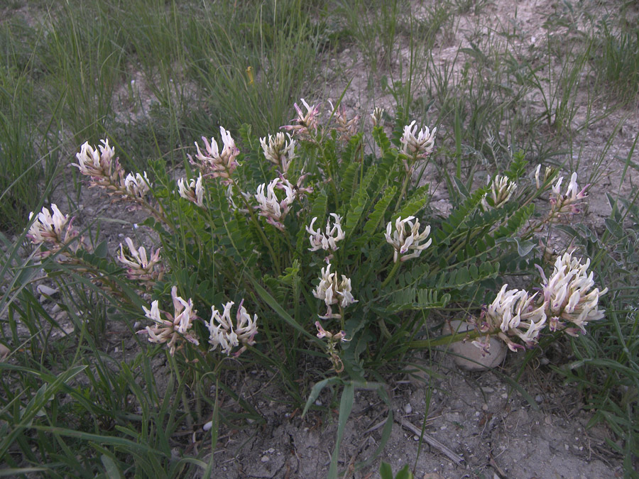 Изображение особи Astragalus demetrii.