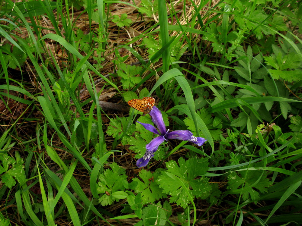 Image of genus Iris specimen.