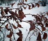 Salix phylicifolia. Верхние ветви растения с сухими листьями. Кольский п-ов, Кольский залив, губа Грязная, обочина грунтовки на берегу. 26.01.2012.