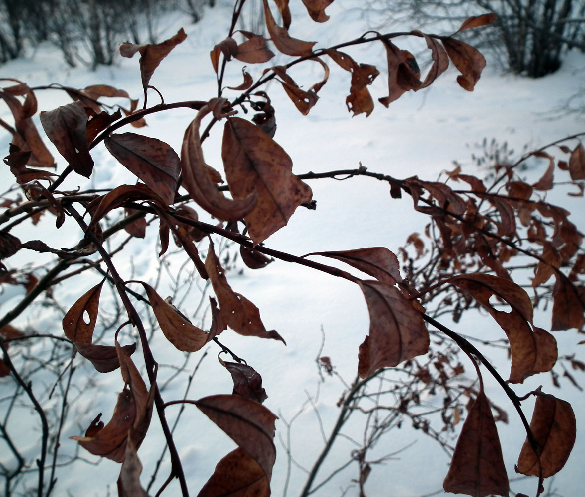 Image of Salix phylicifolia specimen.