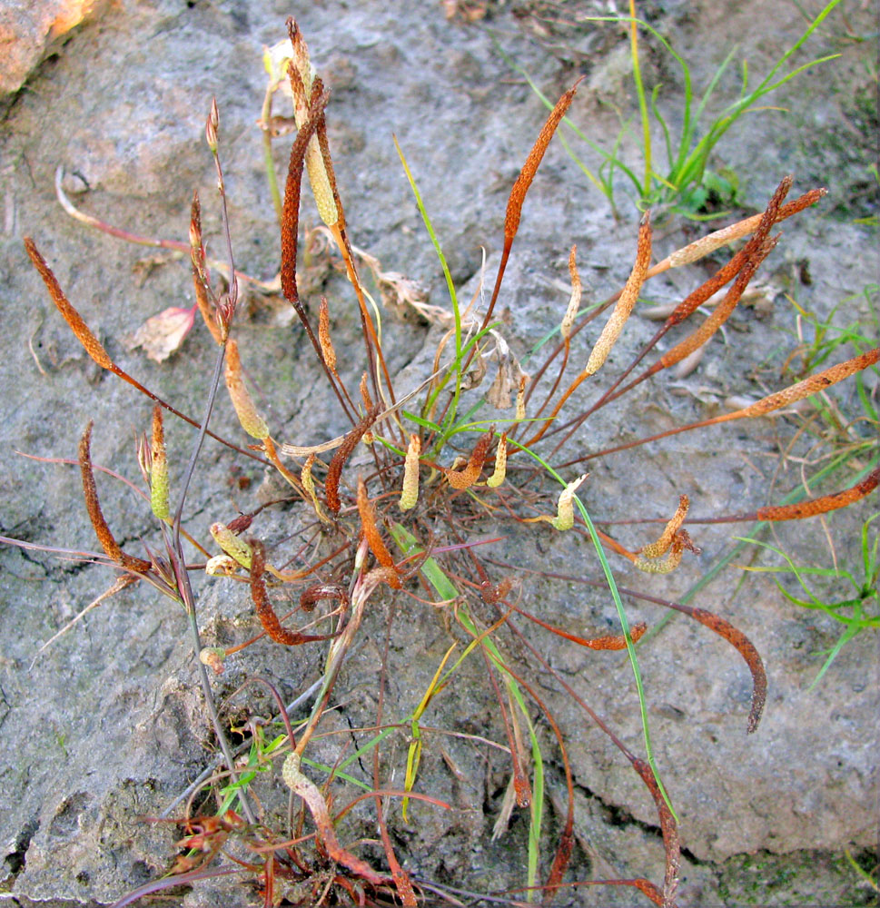 Image of Myosurus minimus specimen.