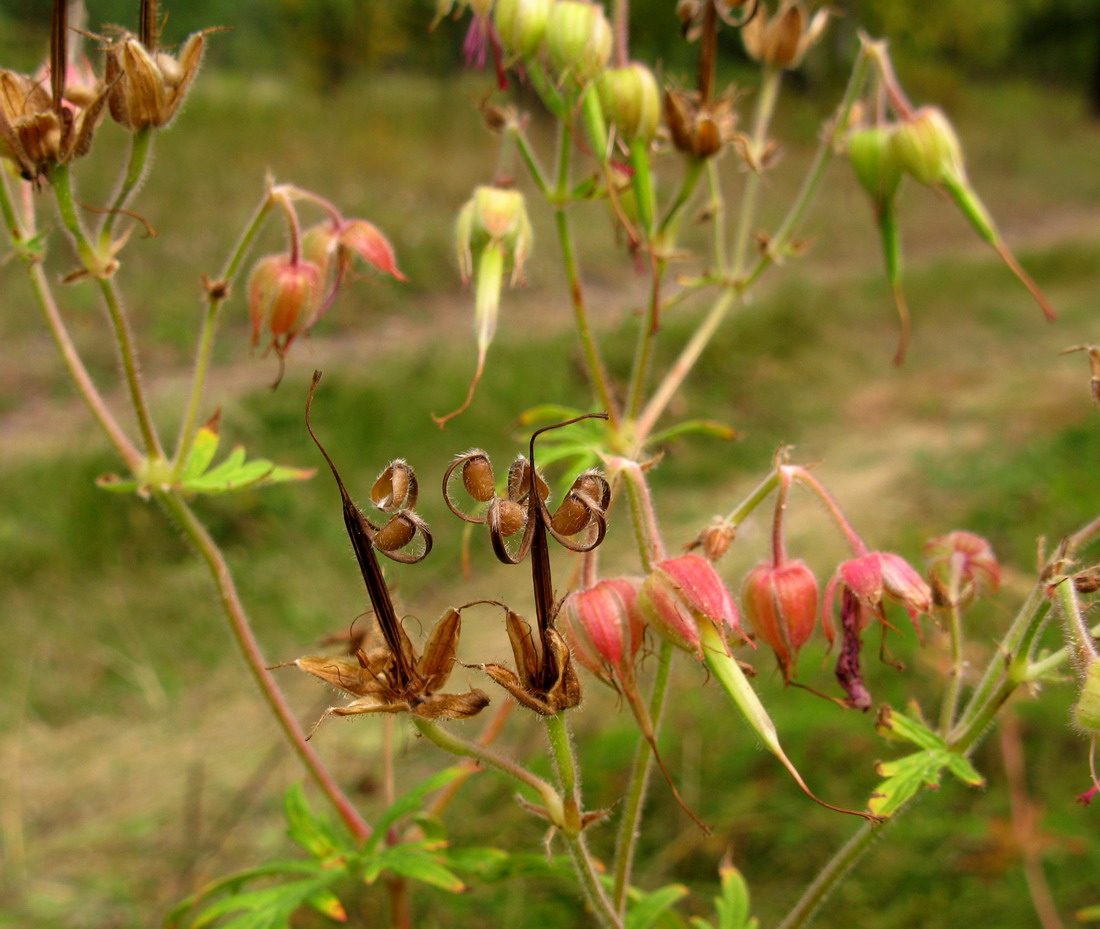 Image of Geranium transbaicalicum specimen.