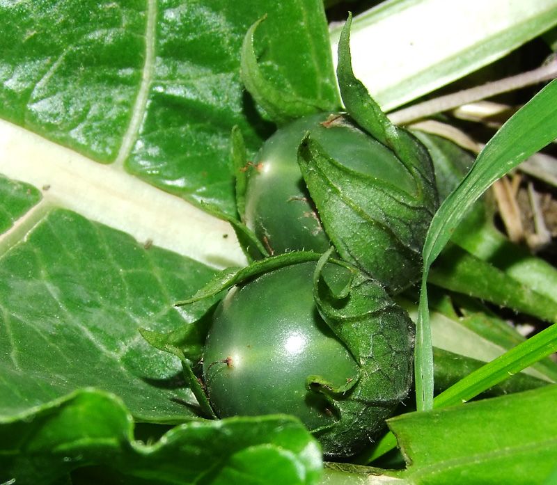 Image of Mandragora officinarum specimen.