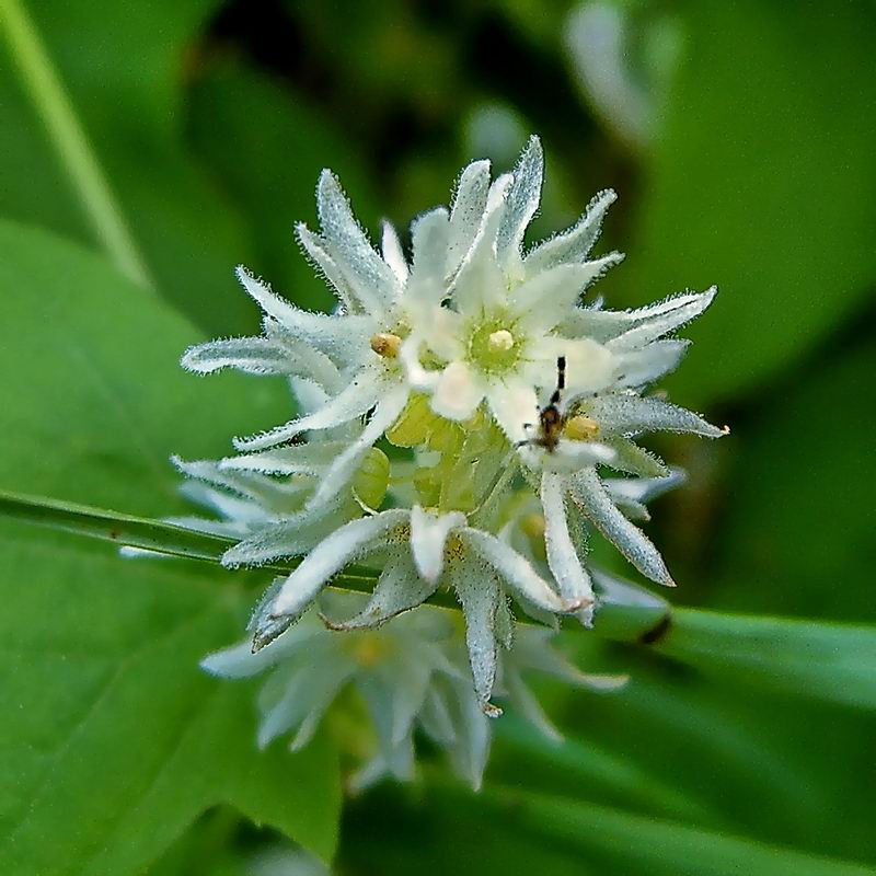 Изображение особи Echinocystis lobata.