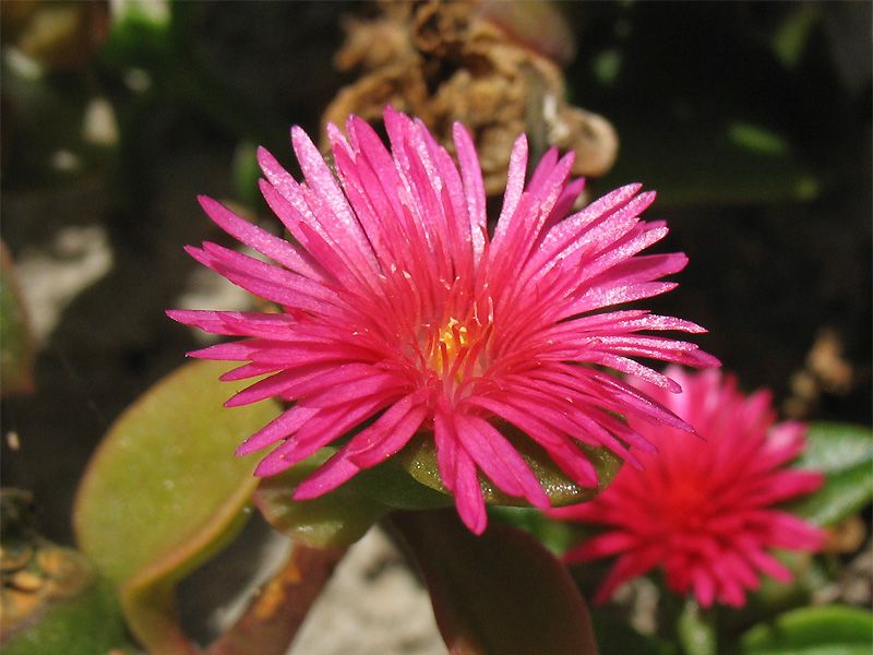 Image of Aptenia × vascosilvae specimen.