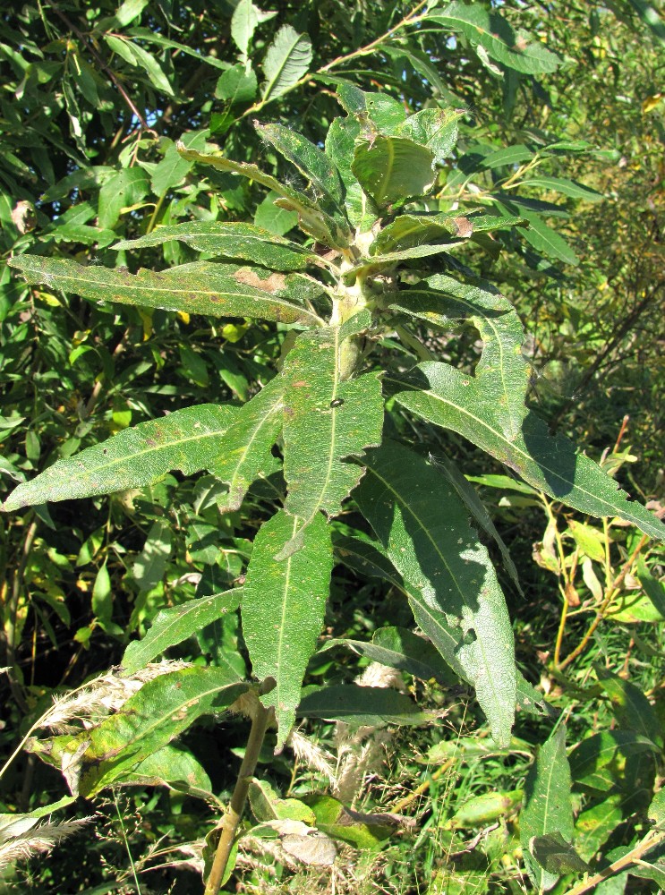 Image of Salix gmelinii specimen.