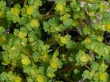 Chrysosplenium flagelliferum