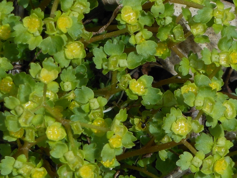 Image of Chrysosplenium flagelliferum specimen.