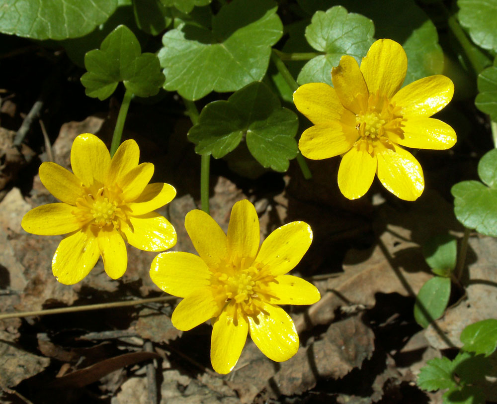 Image of Ficaria verna specimen.