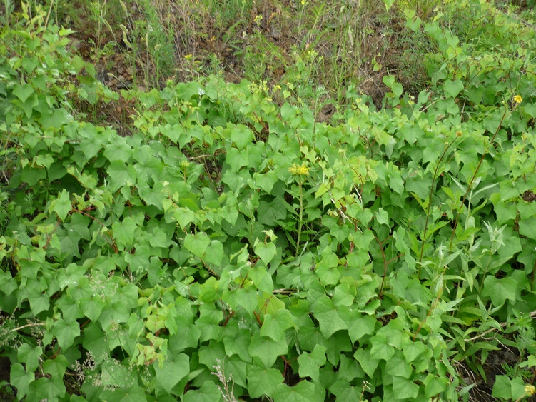 Image of Menispermum dauricum specimen.